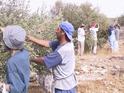 Israeli activists work side by side with the Palestinian owners of the trees