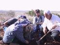 planting the olive saplings 